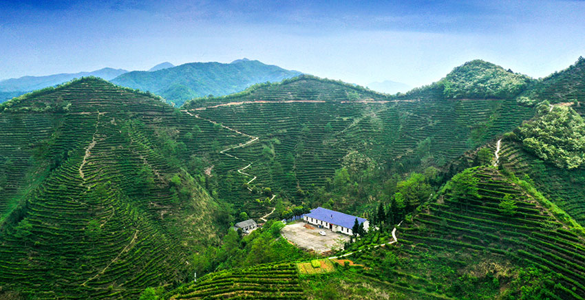 生態(tài)茶園---姚斌