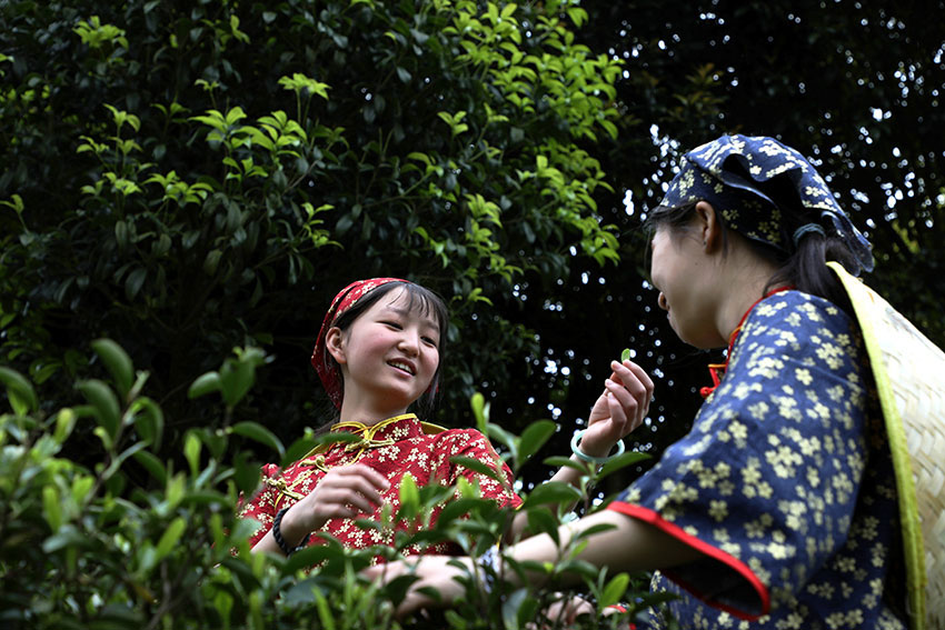 摘片新茶送姐姐--熊衛(wèi)民