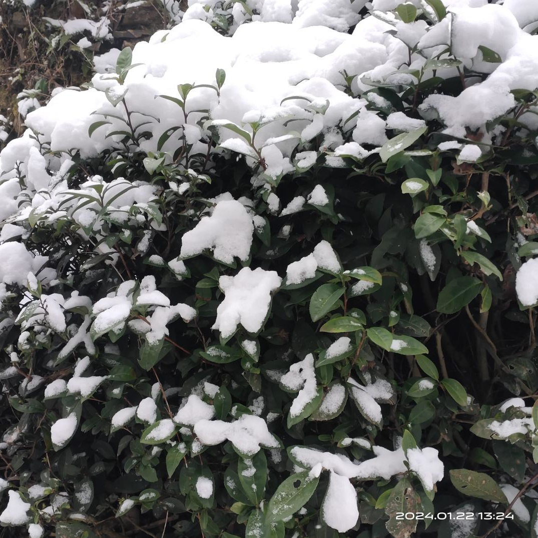 瑞雪兆豐年  茶園美如畫(huà)