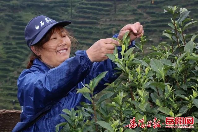 “白石毛尖茶制作技藝”入選市級(jí)非遺代表性項(xiàng)目名錄