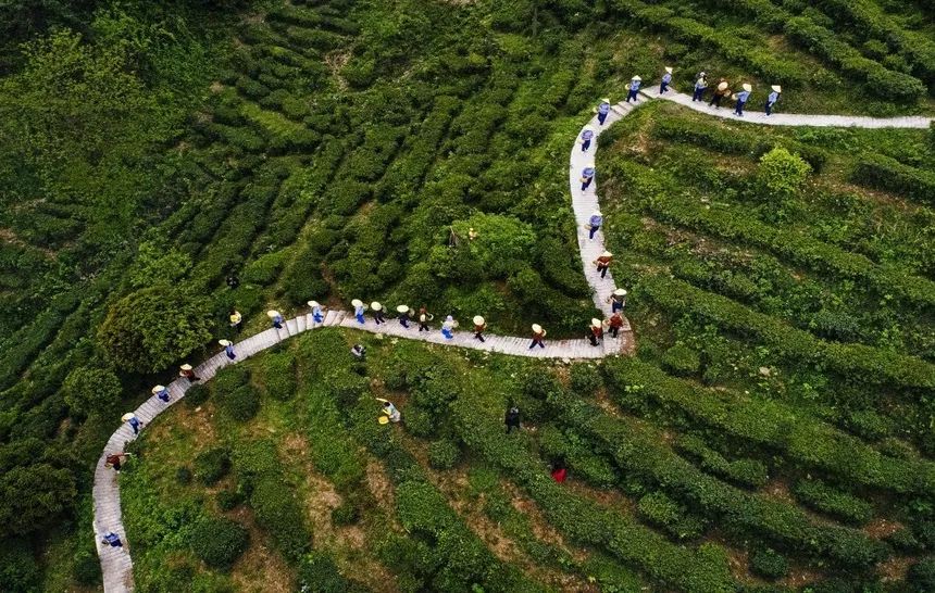 旅游 | 來臨湘白石茶園體驗(yàn)“龍脊梯田”層層疊疊的壯美