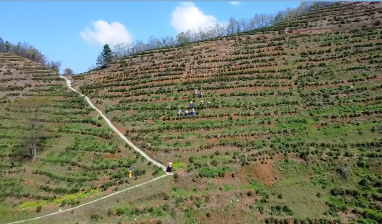 上春山 采春茶，白石春茶搶“鮮”開采